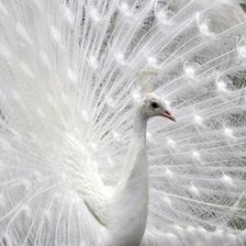 Схема вышивки «№378782»