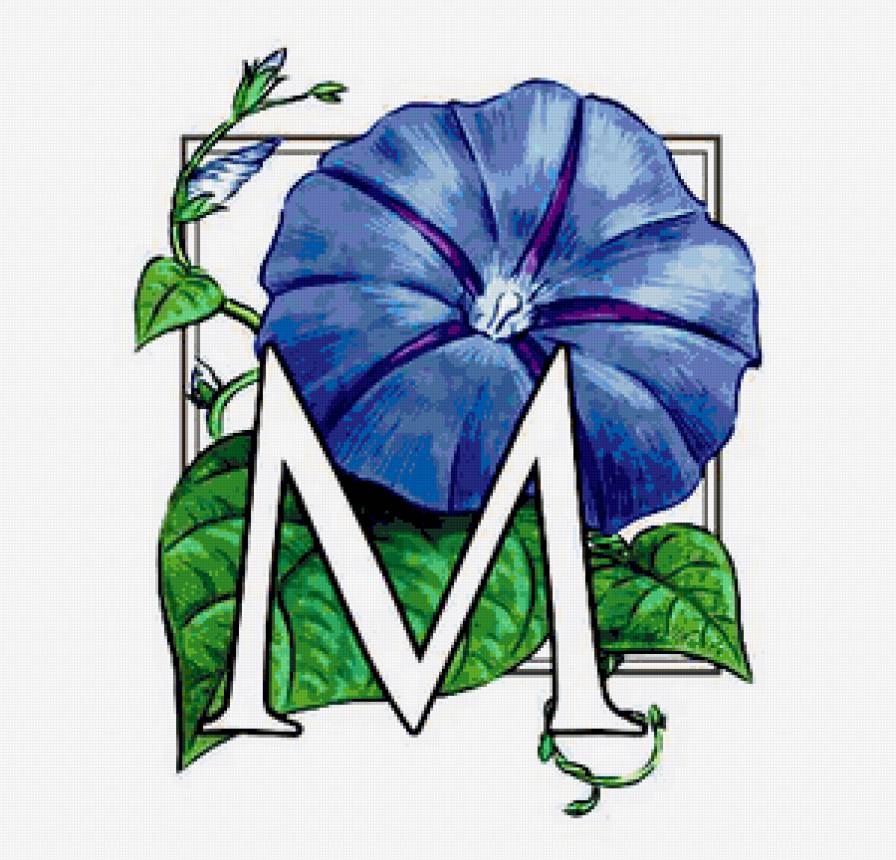 вьюнок - цветок, вьюнок, цветы - предпросмотр