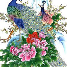 Пара павлинов