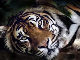 Тигр2 - животные., тигр - оригинал