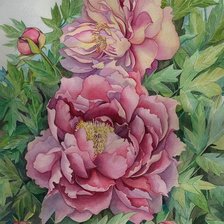 Схема вышивки «пионы»