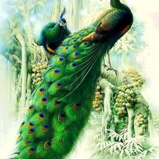 Схема вышивки «павлин»