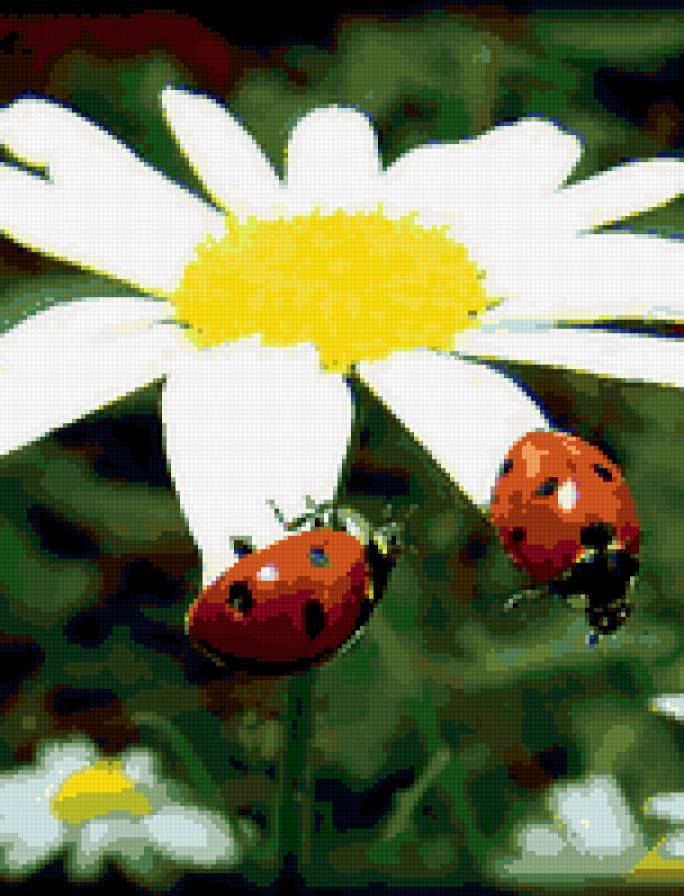 ромошка - цветы, ромашки, божья коровка - предпросмотр