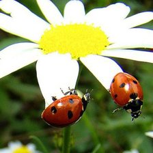 Схема вышивки «ромошка»