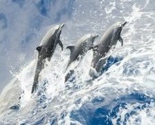 Схема вышивки «дельфины»