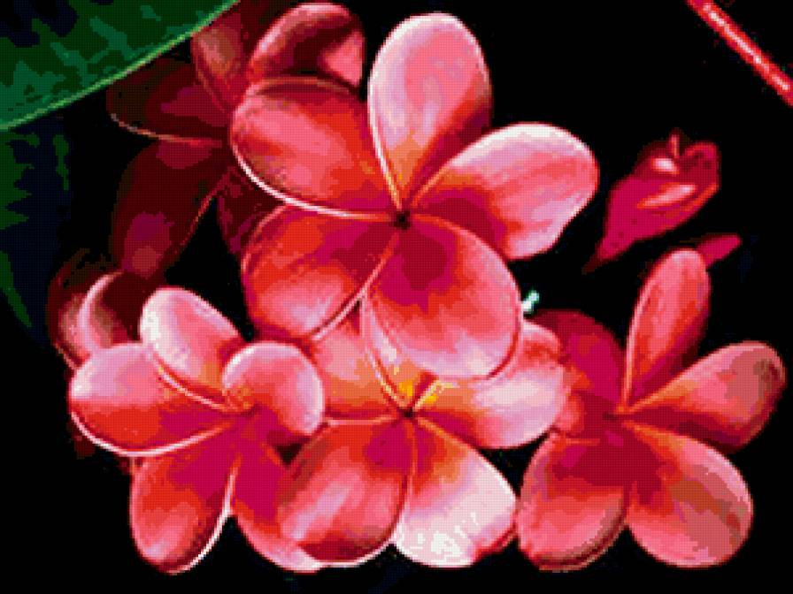 11111 - цветы, пано - предпросмотр