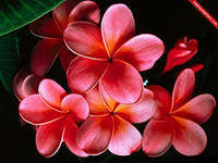 Схема вышивки «11111»