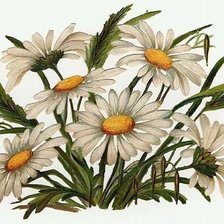 Схема вышивки «ромашки»