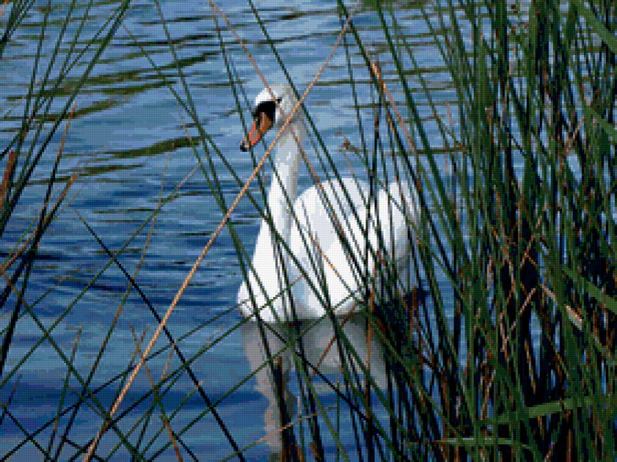 лебедь - птицы, лебедь. лебеди, отражение, озеро - предпросмотр