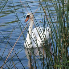 Схема вышивки «лебедь»
