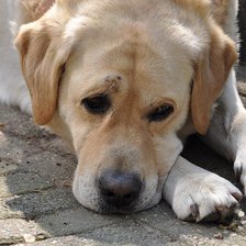 Схема вышивки «грустная собака»