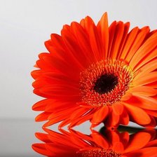 Схема вышивки «Гербера»