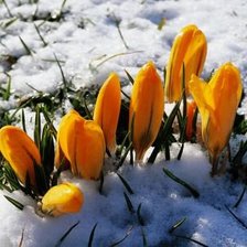 Схема вышивки «первоцветы»