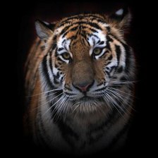 Схема вышивки «тигр»