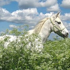 Схема вышивки «на просторе»
