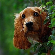 Схема вышивки «Собачка»