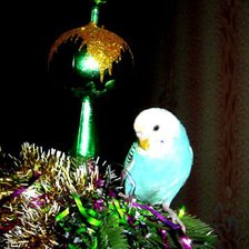 Схема вышивки «попугайчик»