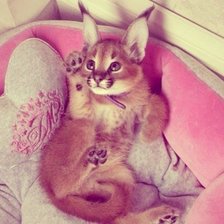 Схема вышивки «Милашка»