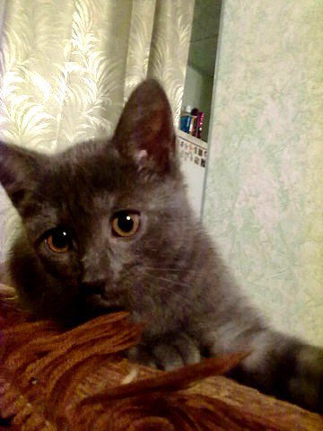 котенок - кошки - оригинал