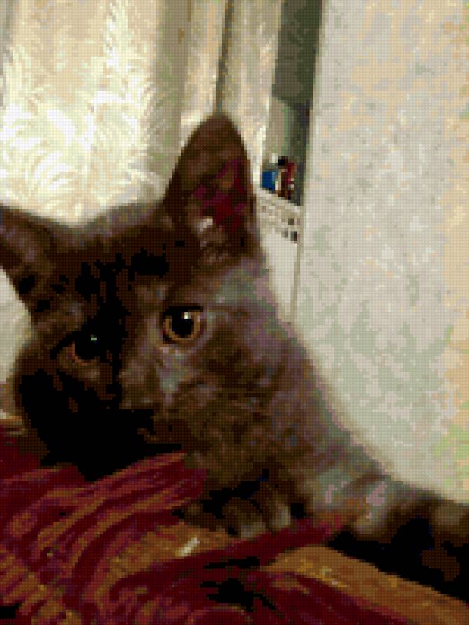 котенок - кошки - предпросмотр