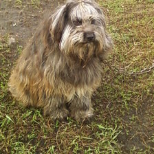 Схема вышивки «грозный  охранник»