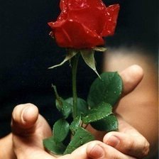 Схема вышивки «роза в руках»