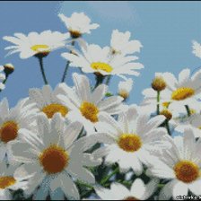 Схема вышивки «ромашки»