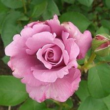 Схема вышивки «роза»