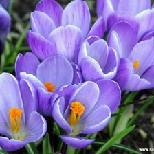 Схема вышивки «крокусы»