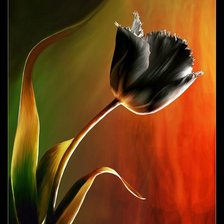 тюльпан