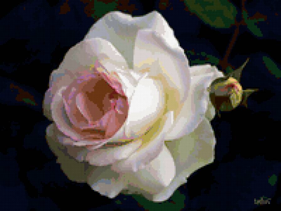 роза - розы, роза, цветок, цветы - предпросмотр