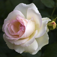 Схема вышивки «роза»