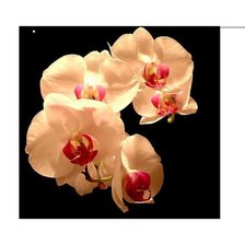 Схема вышивки «орхидея»