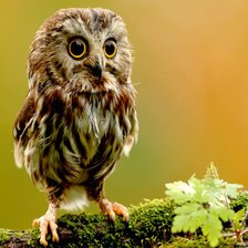 Схема вышивки «Сова»