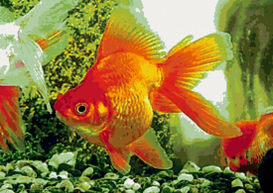 золотая рыбка - подводное царство - предпросмотр