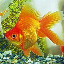 Схема вышивки «золотая рыбка»