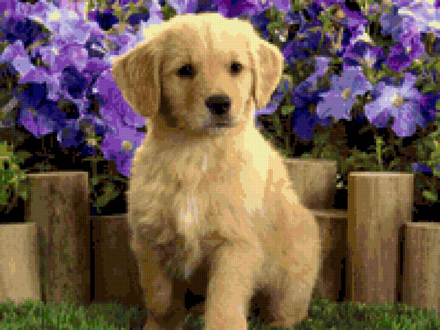Labrador - dog - предпросмотр