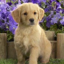 Схема вышивки «Labrador»