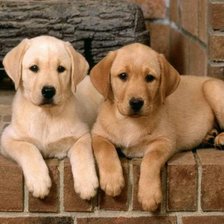 Схема вышивки «labradors»
