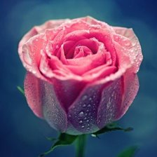 Схема вышивки «Роза»