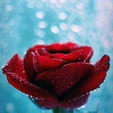 Схема вышивки «Роза»