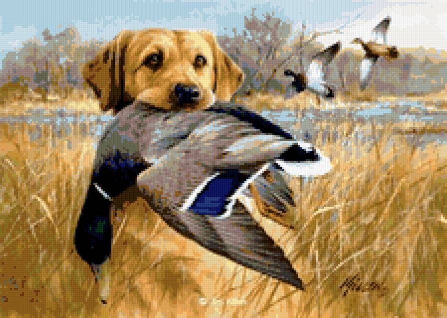 поймал!!! - утка, собака, охота - предпросмотр