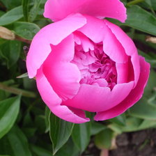 Схема вышивки «№380854»