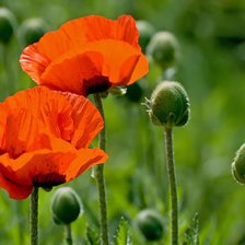 Схема вышивки «wdtns»