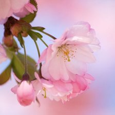 Схема вышивки «нежность сакуры»