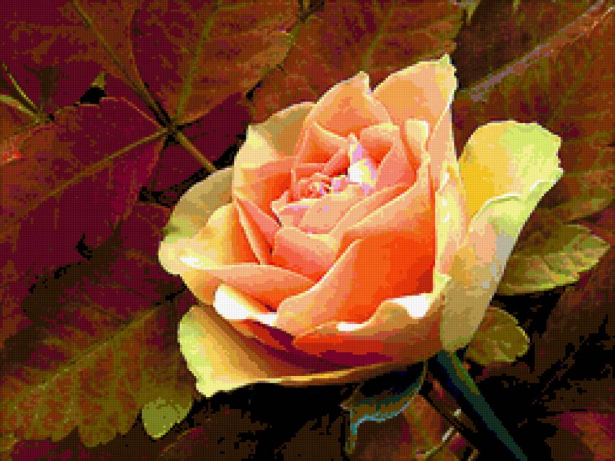 прекрасная роза - цветы - предпросмотр