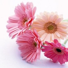 Схема вышивки «Розовые герберы»