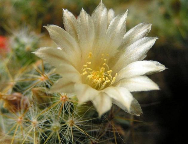 Нежное цветение кактуса - цветы кактус - оригинал