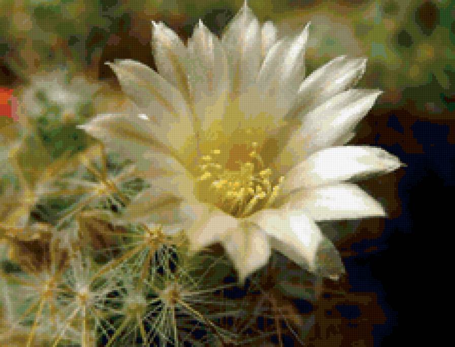 Нежное цветение кактуса - цветы кактус - предпросмотр