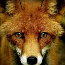 Схема вышивки «лиса»